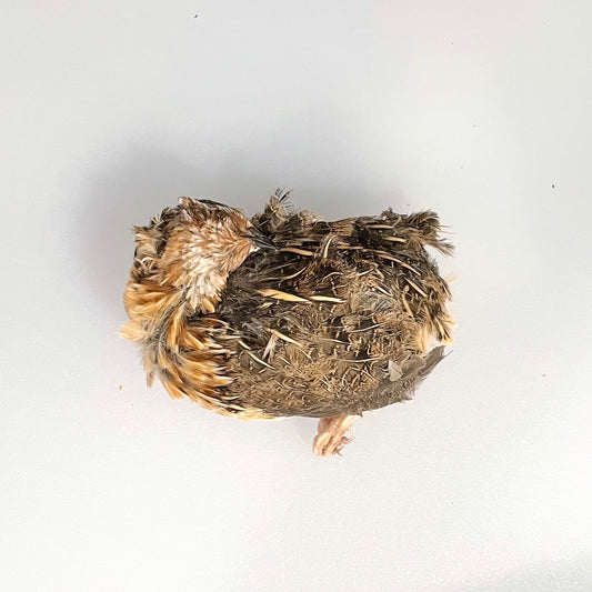 Whole Quail (Feathered)